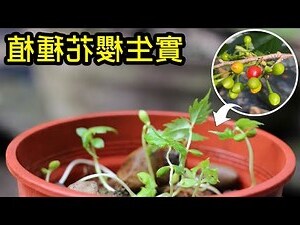 櫻花 盆栽